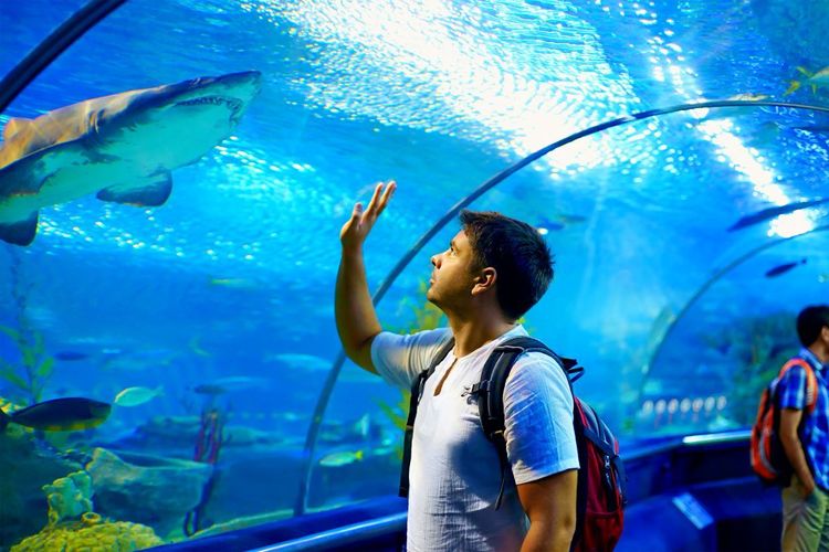 Dans ces tunnels, on pourrait presque toucher les requins.