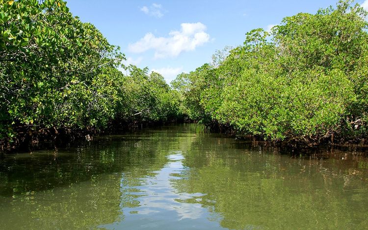 Dans la mangrove de Mayotte