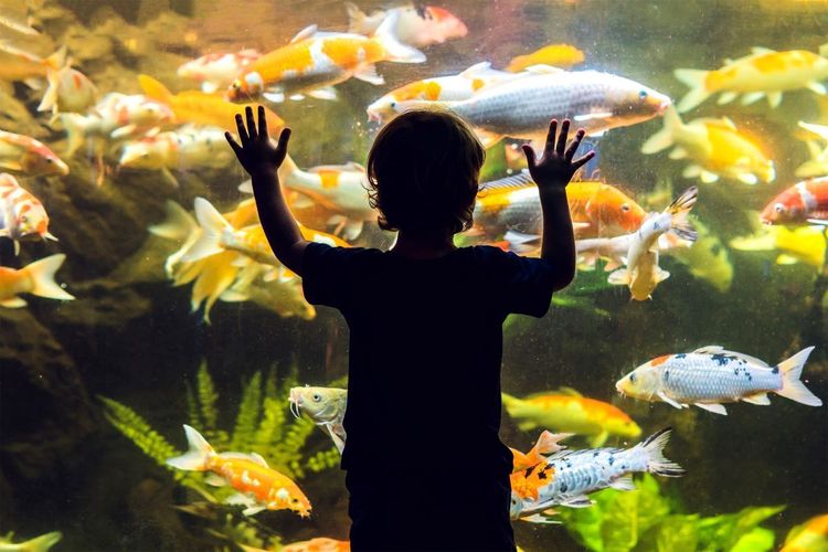 Plongée fascinante à l'aquarium de San Sebastián