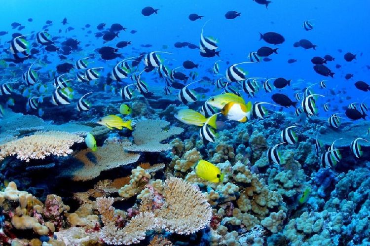 La faune et la flore marine des Cavalli Islands