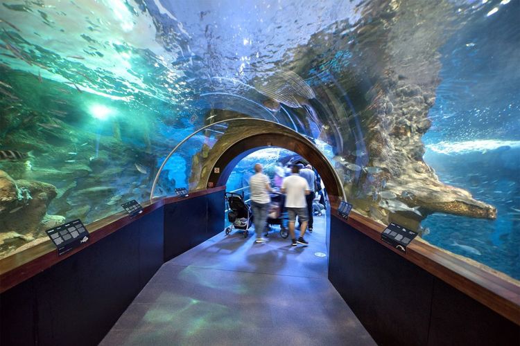 Des tunnels passent sous les aquariums géants de l'Aquarium de San Sebastian