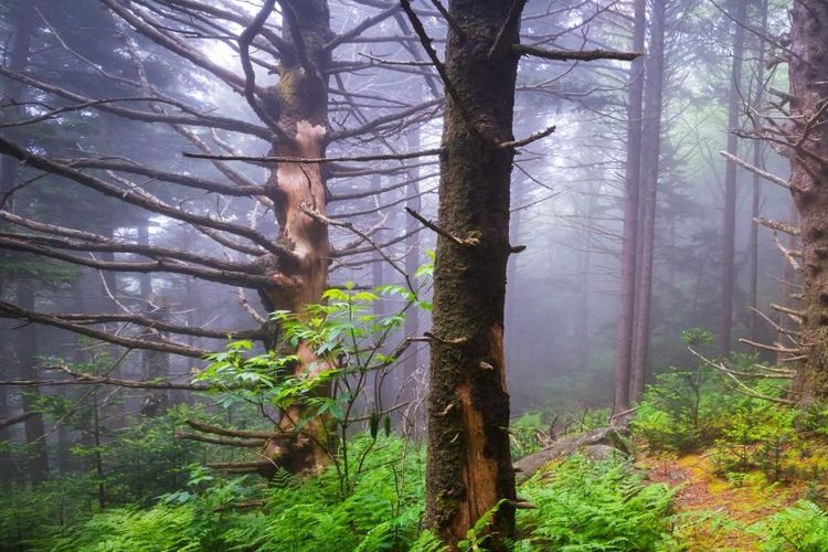 La forêt du Devil's Tramping Ground