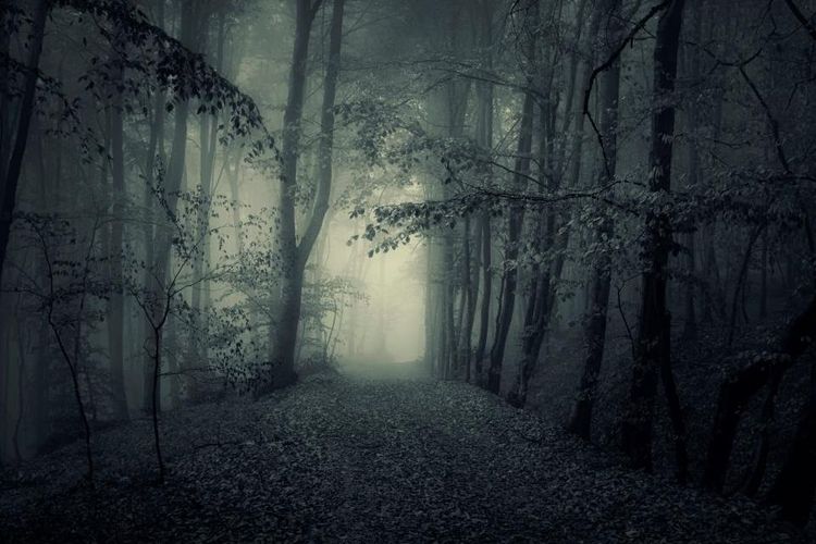 La forêt de Dow Hill à Kurseong, en Inde.