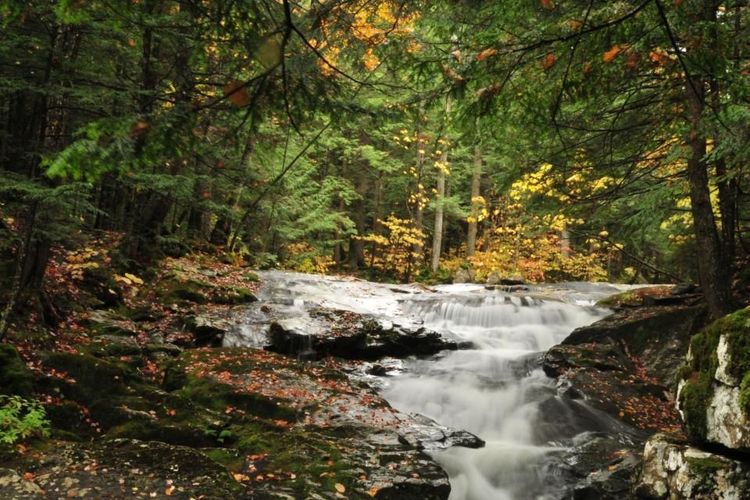 La forêt Randolph, dans le Maine (USA)
