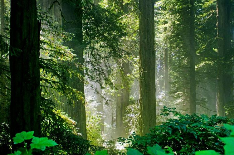 La forêt du Redwood National Park