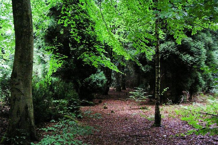 La forêt de Dean dans le Gloucestershire, en Angleterre