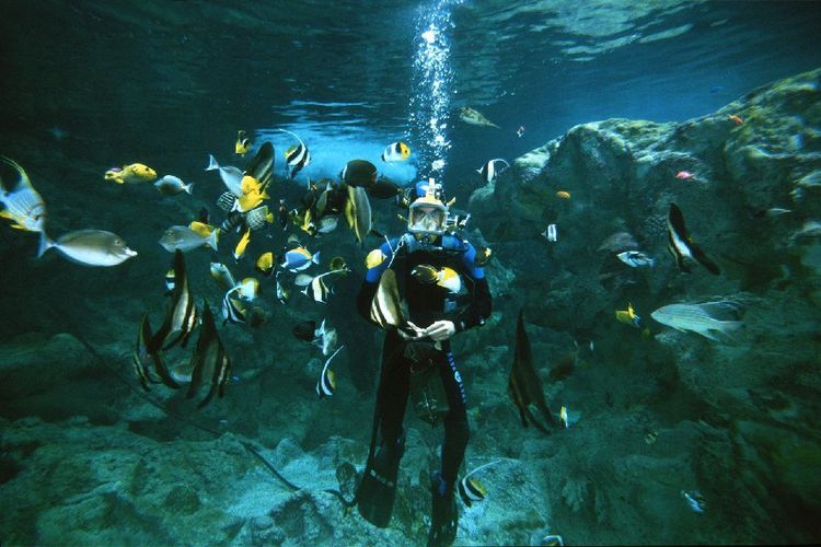 Sumérjase en Océanopolis