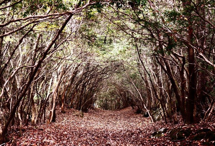 La forêt Aokigahara