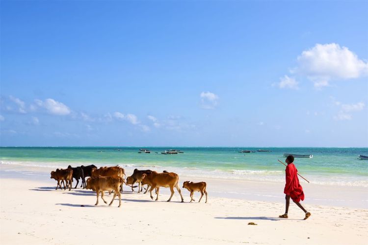 La plage de Kiwengwa. © dibrova/123RF