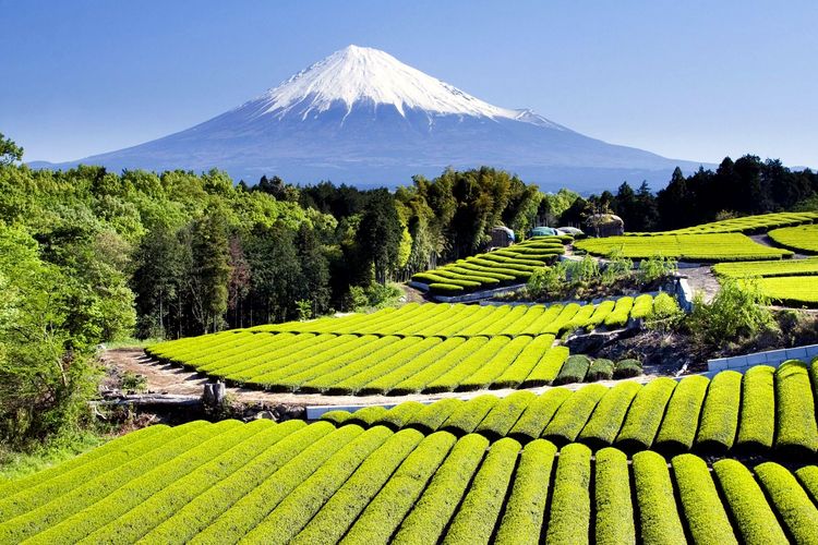 Parmi les cultures au pied du célèbre mont se trouve des plantations de thé
