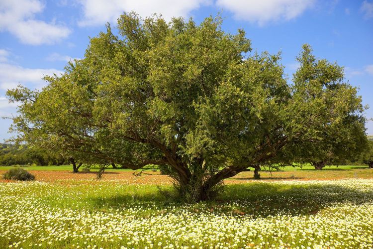 L'argan, bel arbre touffu