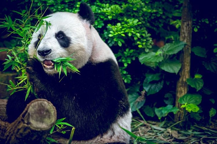 Un panda géant. © Volodymyr Goinyk/123RF