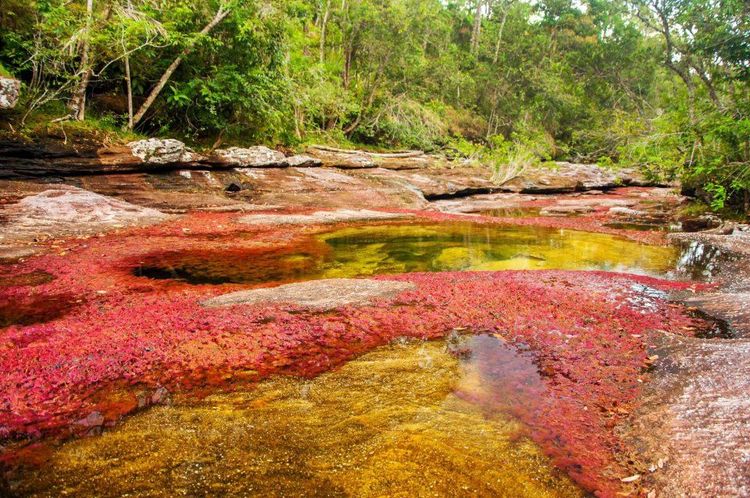 Le Caño Cristales ou rivière aux cinq couleurs, en Colombie