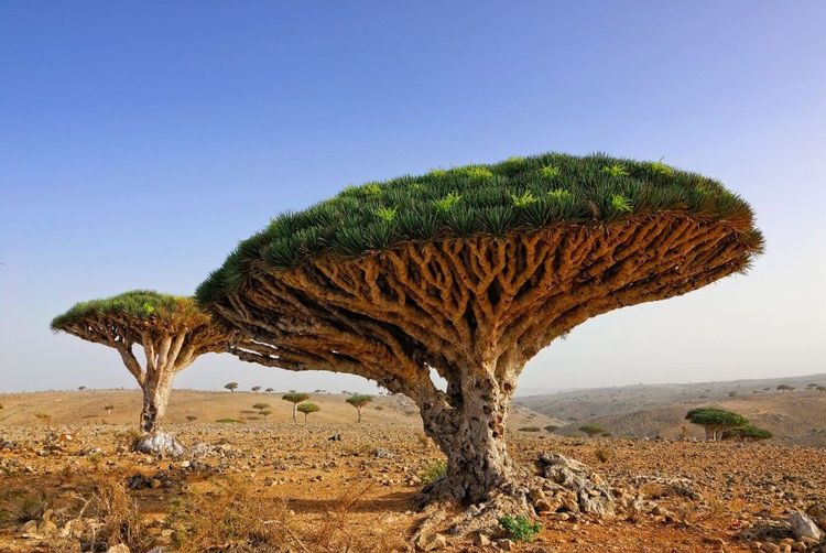 Le fameux Dragonnier de Socotra