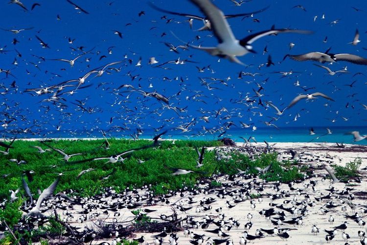 Bird Island et ses locataires