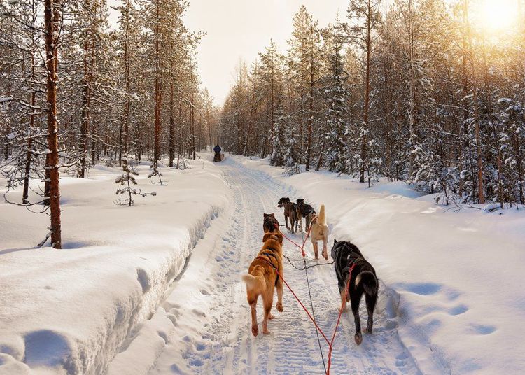 Une balade en chiens de traineau, une communion tranquille avec la nature