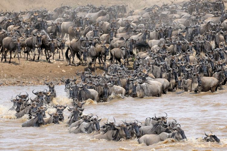 La migration des gnous passe par la rivière Mara