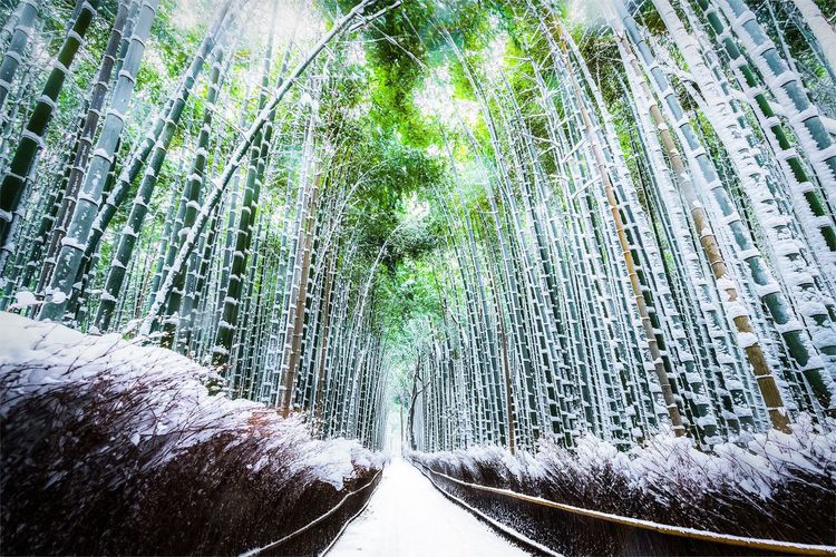 La forêt de bambou dans le quartier d'Arashiyama
