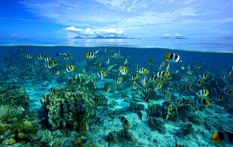 Un requin pointe noir se pointe dans le lagon