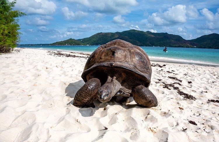 Une tortue typiquement seychelloise sur l'île Curieuse