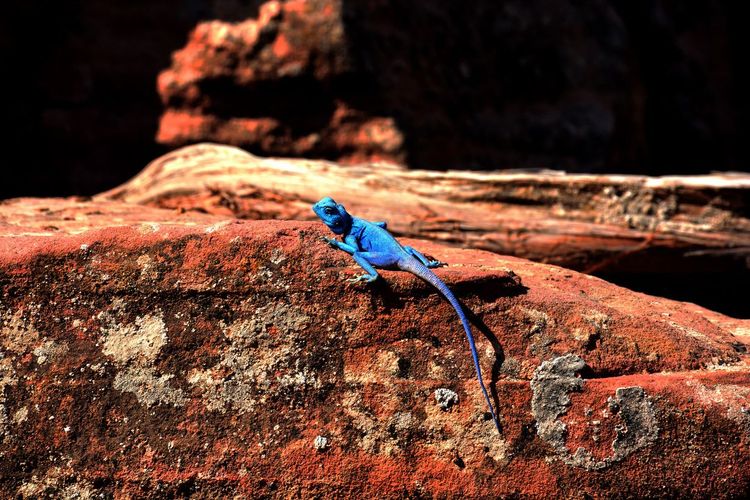 Le lézard bleu Sinai Agama, habitué de la réserve