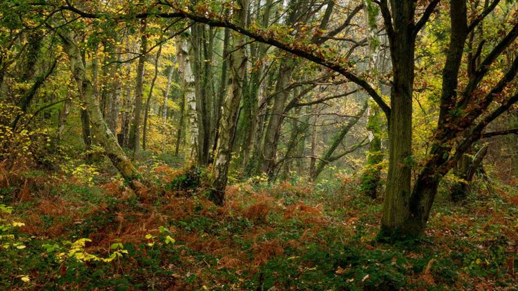 Plessey Woods dans le comté de Northumberland, Angleterre, Royaume-Uni. @coxy58 / Shutterstock