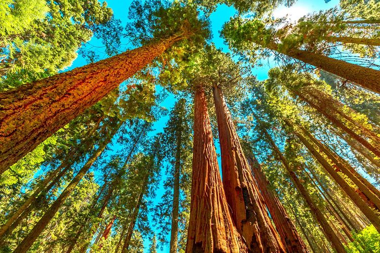 Les immenses sequoias du Sequoia National Park.