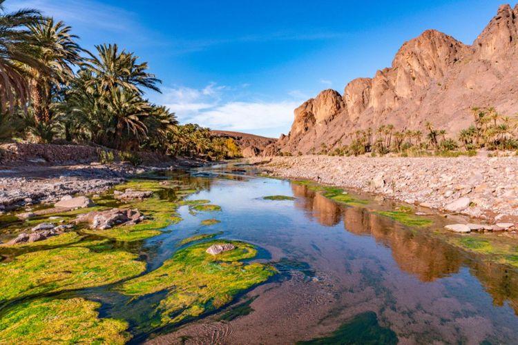 L'oasis de Fint.