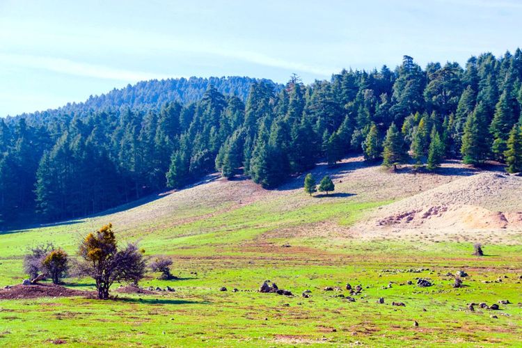 La région d'Ifrane, Maroc.