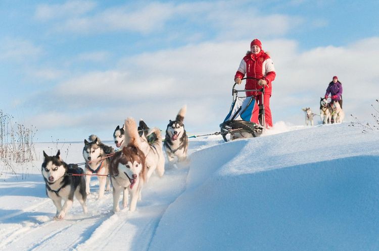 Une sortie en chiens de traîneau au Québec