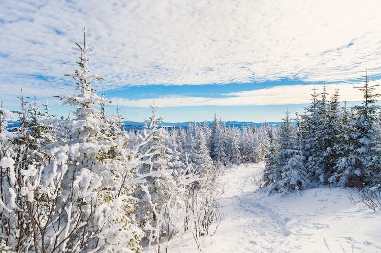 Un paysage enneigé dans la région de Québec