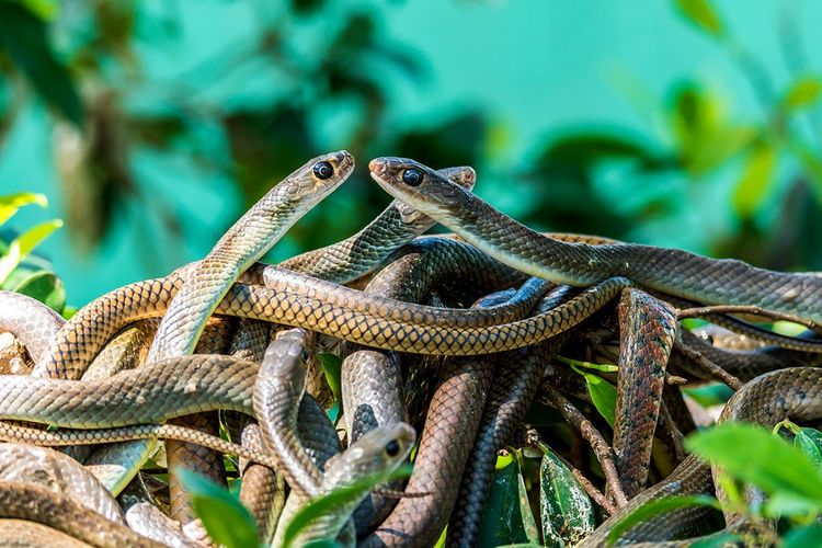 Serpents, Queimada Grande