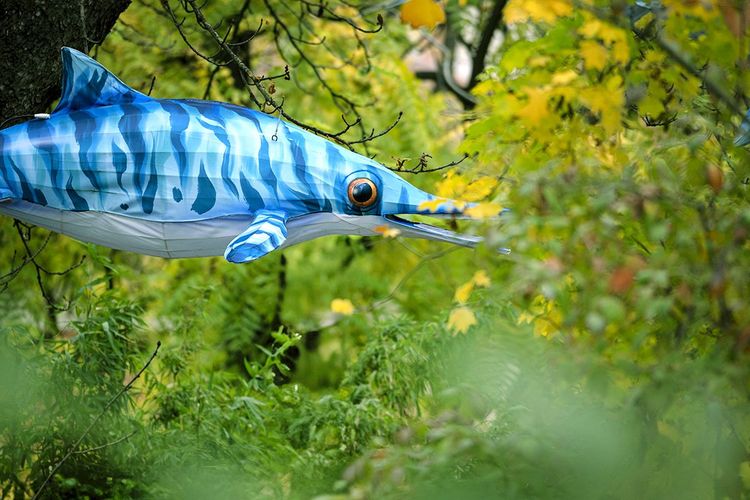 Quelque part, l'ancêtre du dauphin s'approche