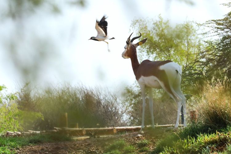 La gazelle des émirats se cache aussi dans la mangrove