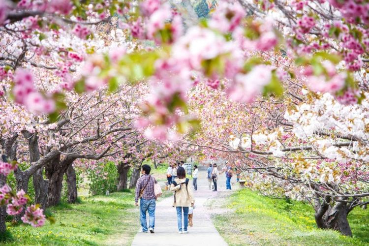 Allée du parc Matsumae bordée de sakura