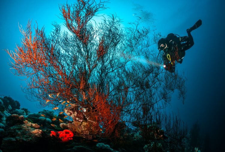 Plongée dans la mer Rouge