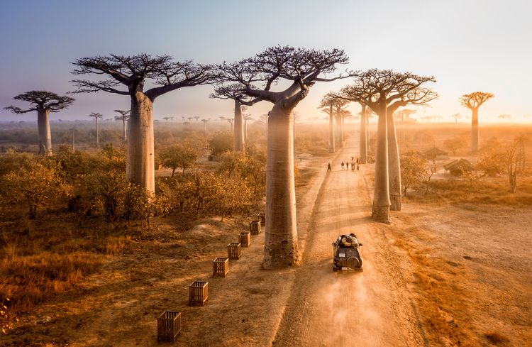 Avenue des Baobabs, Madagascar 