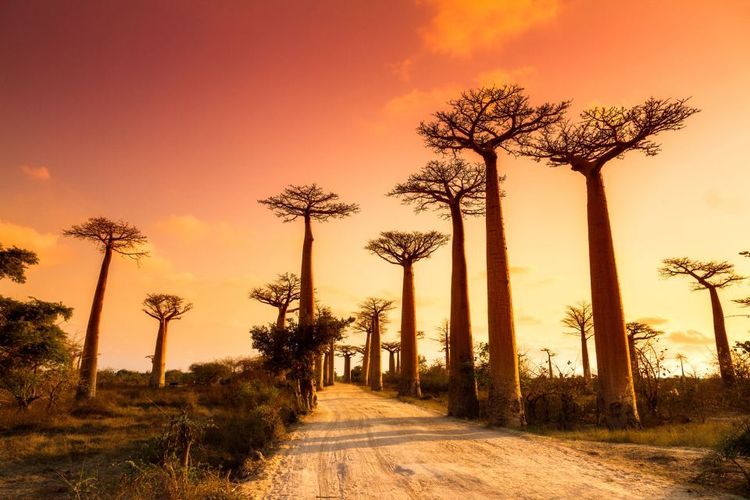 Avenue des Baobabs, Madagascar