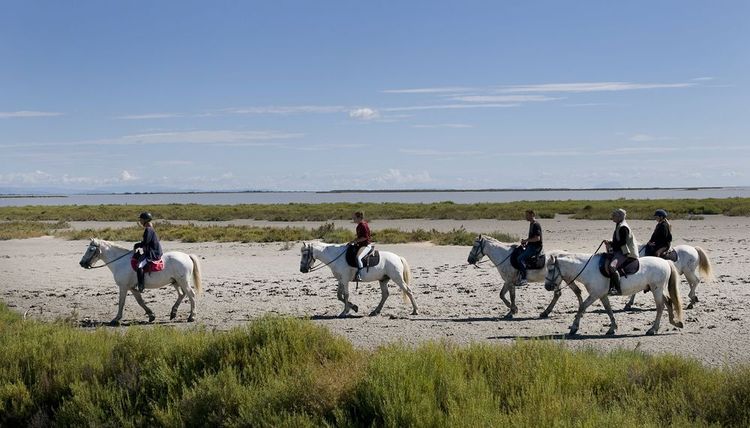 Balade à cheval dans la réserve naturelle nationale de Camargue, France