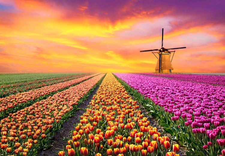 Champ de tulipes à perte de vue aux Pays-Bas