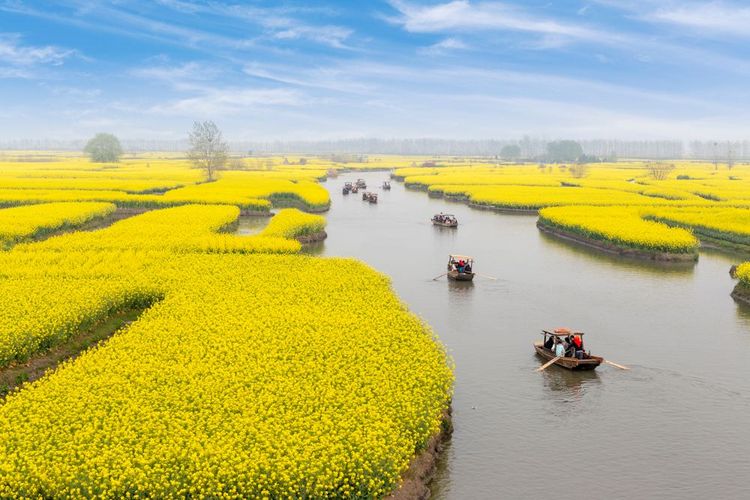 Des touristes naviguent sur la rivière entre les champs de colza