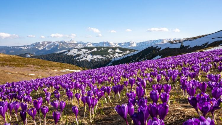 Un champ de fleurs de safran, reconnaissables à leur couleur violette