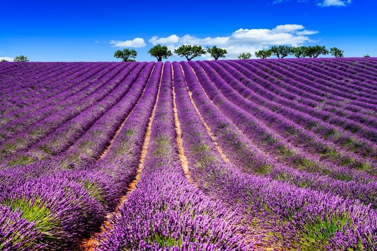 Les allées rectilignes des champs de lavande en France