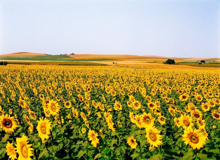 Champs de tournesols en Andalousie