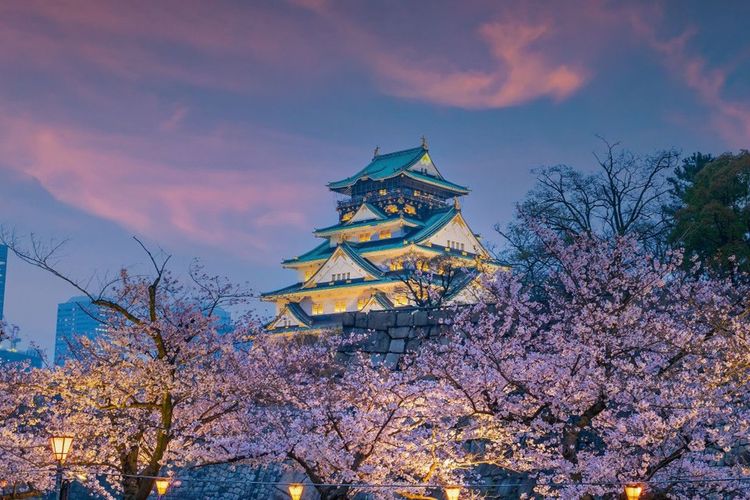 Châteu d'Osaka et ses sakuras