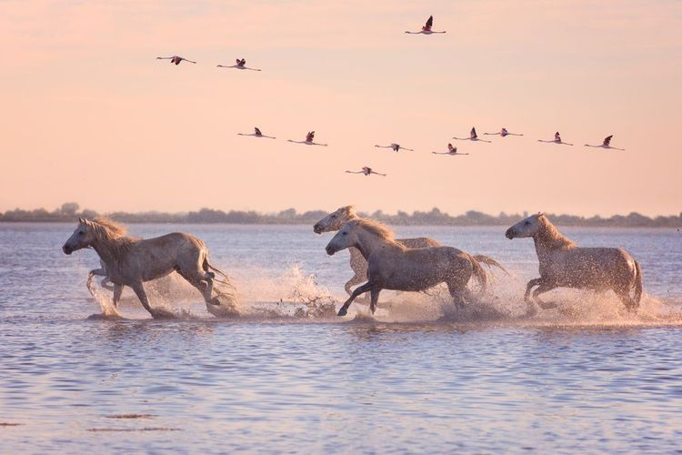 Chevaux sauvages et flamants roses au coucher du soleil dans le Parc Regional de Camargue, France