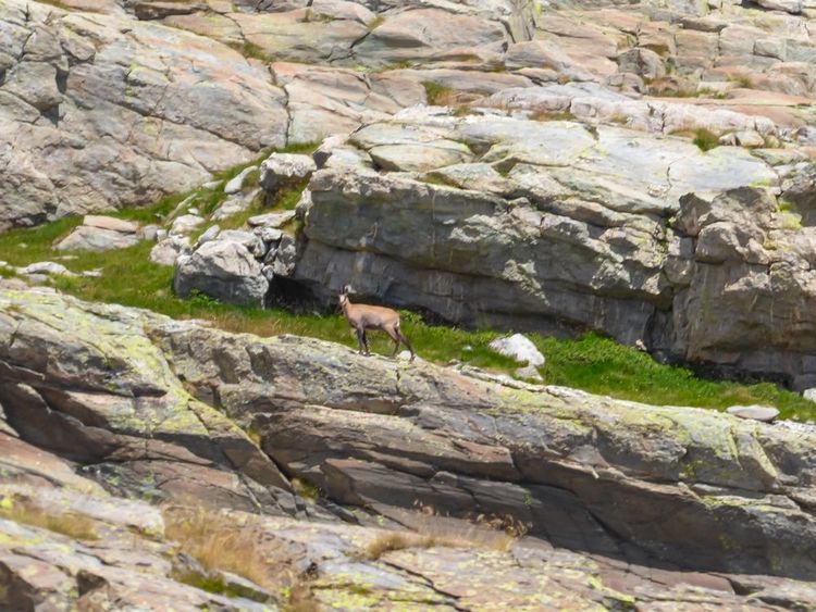 Chèvre de montagne dans le parc du Mercantour