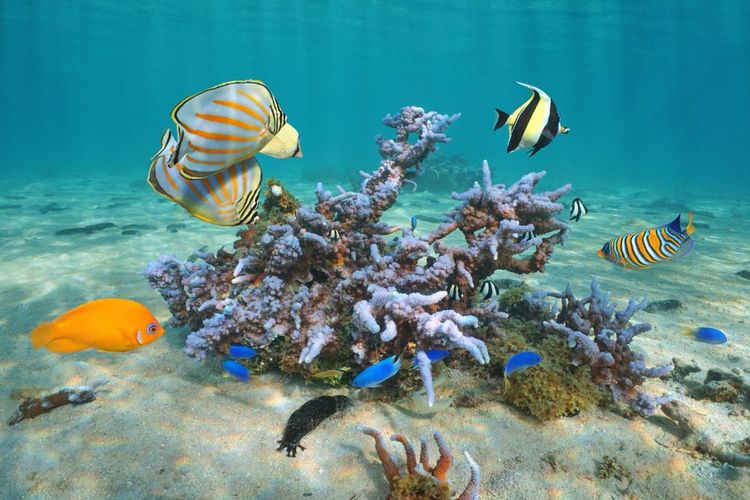 La vie marine autour des îles Cook est désormais protégée et se regénère peu à peu