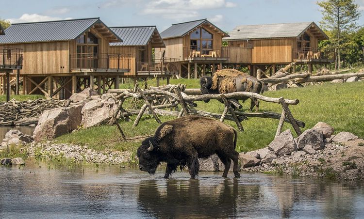 Les bisons sont tout près des lodges