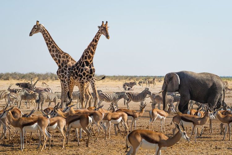 Des animaux sauvages autour d'un point d'eau dans le parc national d'Etosha, Namibie